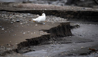 Ivory Gull