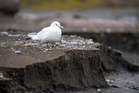 Ivory Gull