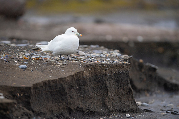 Ivory Gull