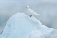 Ivory Gull
