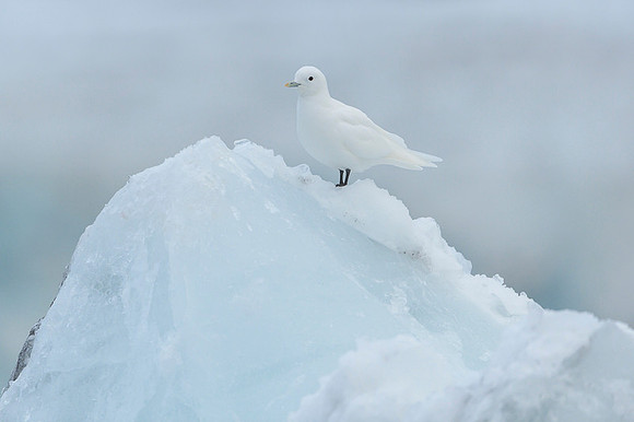 Ivory Gull