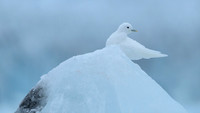 Ivory Gull