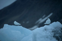 Ivory Gull