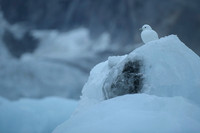 Ivory Gull