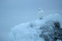 Ivory Gull