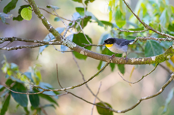 White-naped Bushfinch