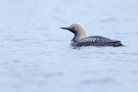 Pacific loon