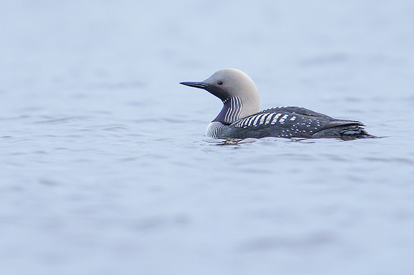 Pacific loon