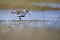 Dunlin