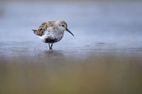 Dunlin