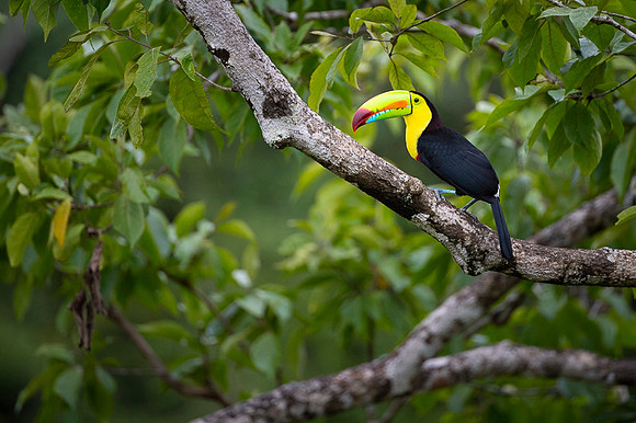 Keel-billed Toucan