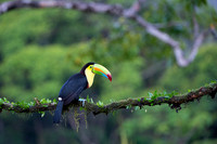 Keel-billed Toucan