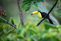 Keel-billed Toucan