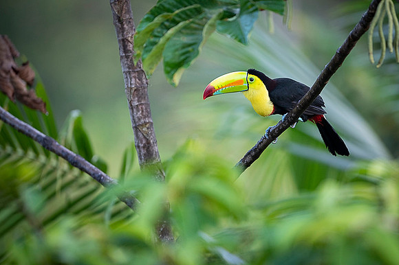 Keel-billed Toucan