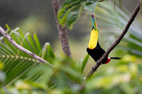 Keel-billed Toucan