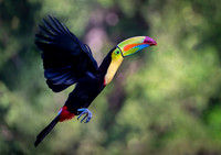 Keel-billed Toucan