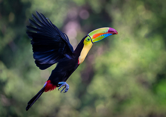 Keel-billed Toucan