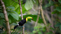 Keel-billed Toucan