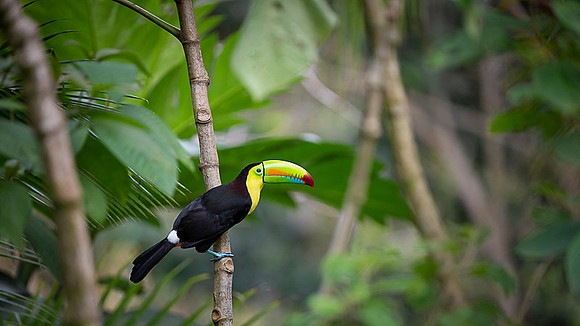 Keel-billed Toucan