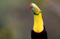 Keel-billed Toucan