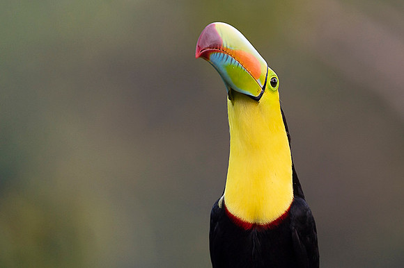 Keel-billed Toucan