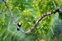 Keel-billed Toucan