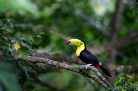 Keel-billed Toucan