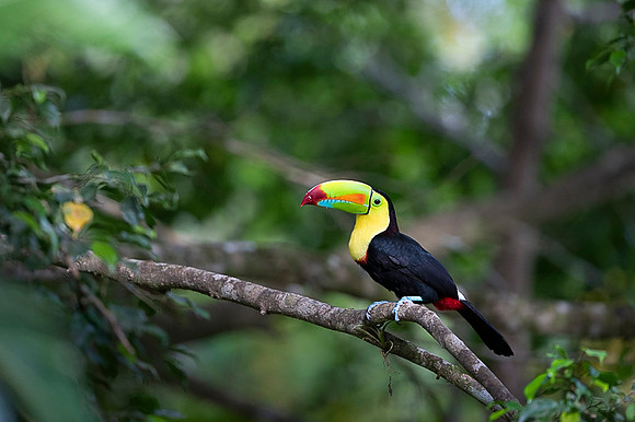 Keel-billed Toucan