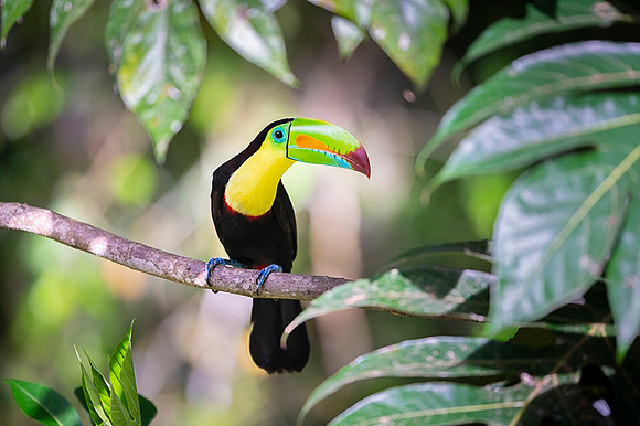 Keel-billed Toucan