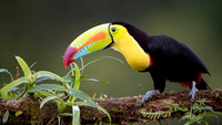 Keel-billed Toucan