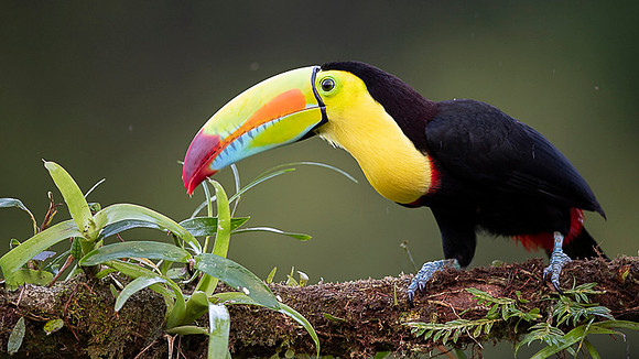 Keel-billed Toucan