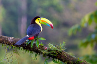 Keel-billed Toucan