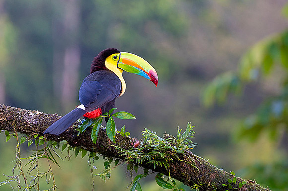 Keel-billed Toucan