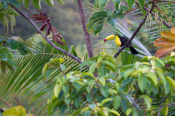 Keel-billed Toucan