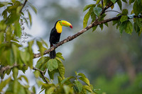 Keel-billed Toucan