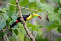 Keel-billed Toucan