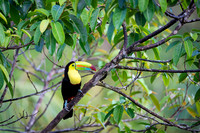 Keel-billed Toucan