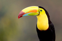 Keel-billed Toucan