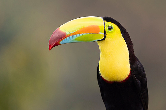 Keel-billed Toucan