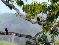 Keel-billed Toucan