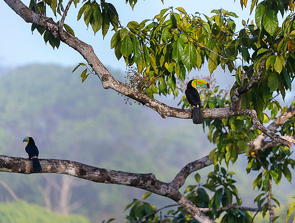 Keel-billed Toucan