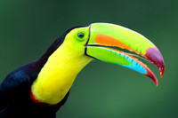 Keel-billed Toucan