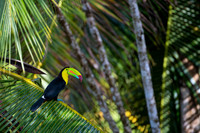 Keel-billed Toucan