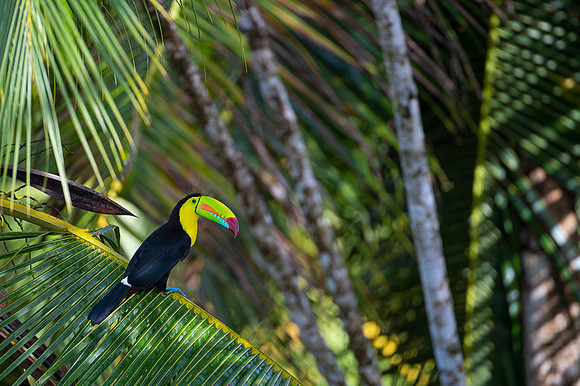 Keel-billed Toucan