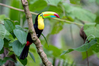 Keel-billed Toucan