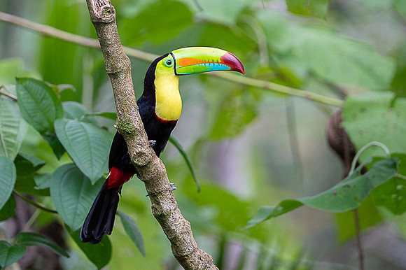 Keel-billed Toucan