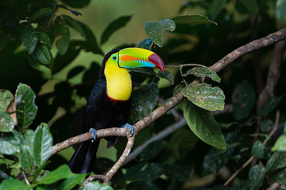 Keel-billed Toucan