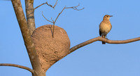 Rufous Hornero