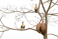 Rufous Hornero