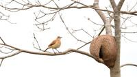 Rufous Hornero